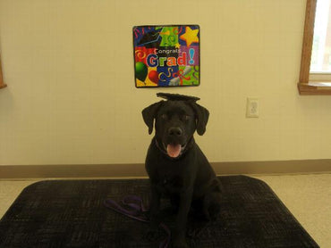 Tassel Degree Hat Pet Products